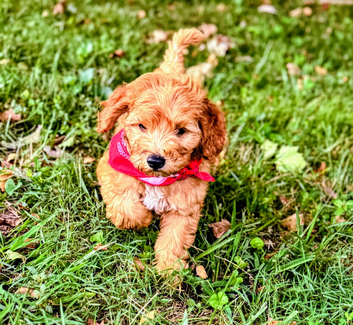 Miniature Goldendoodle puppy with red bandana