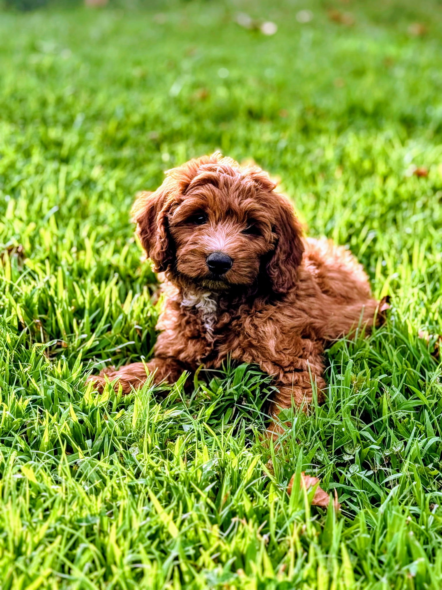 Miniature Goldendoodle puppy in grass