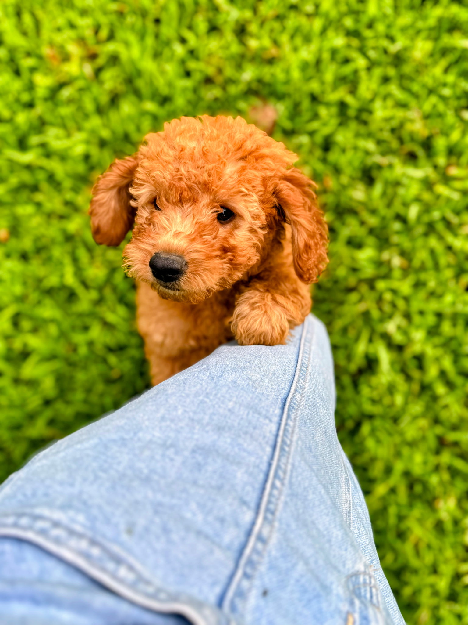 Miniature Goldendoodle puppy being held