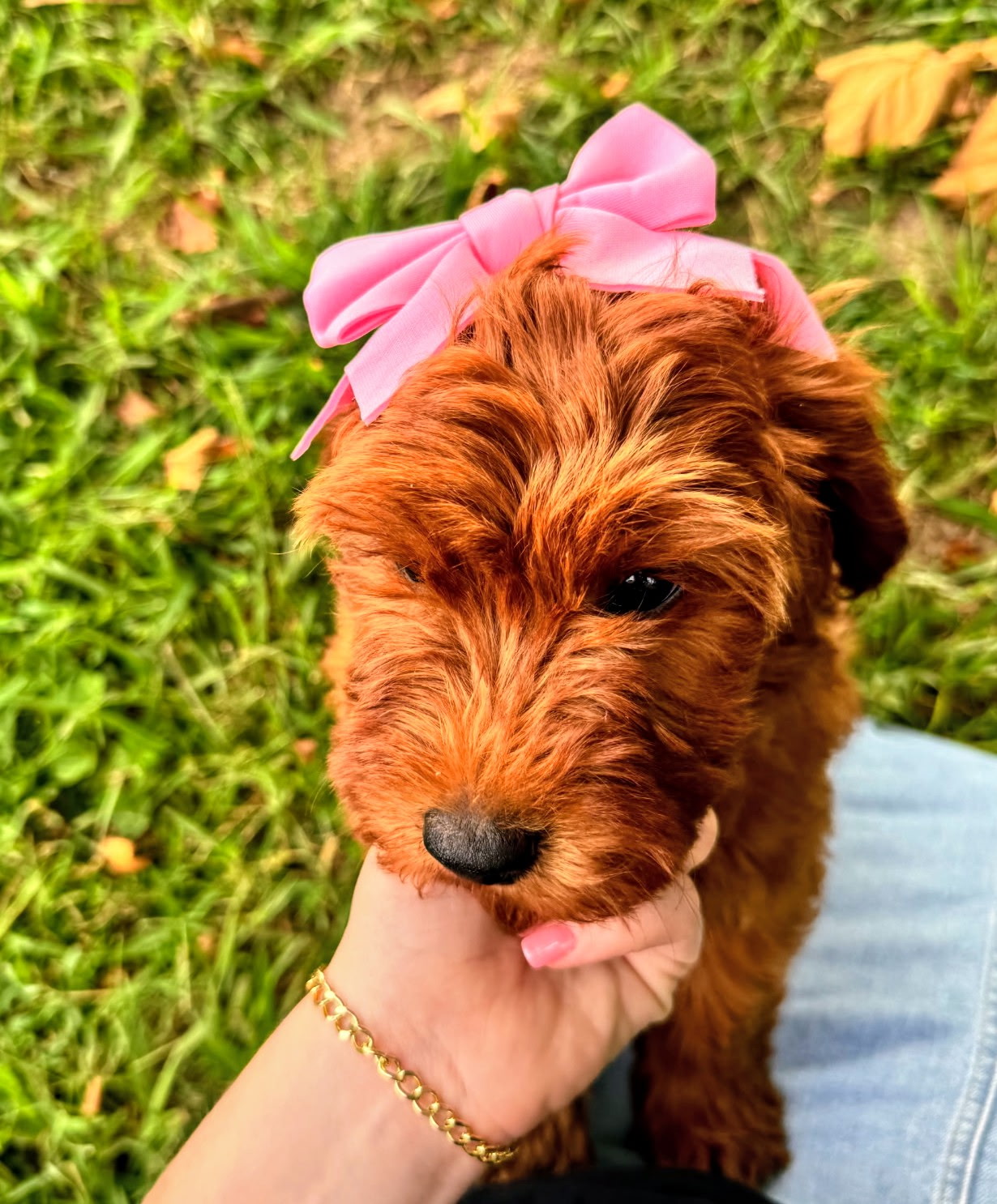 Miniature Goldendoodle puppy with pink bow