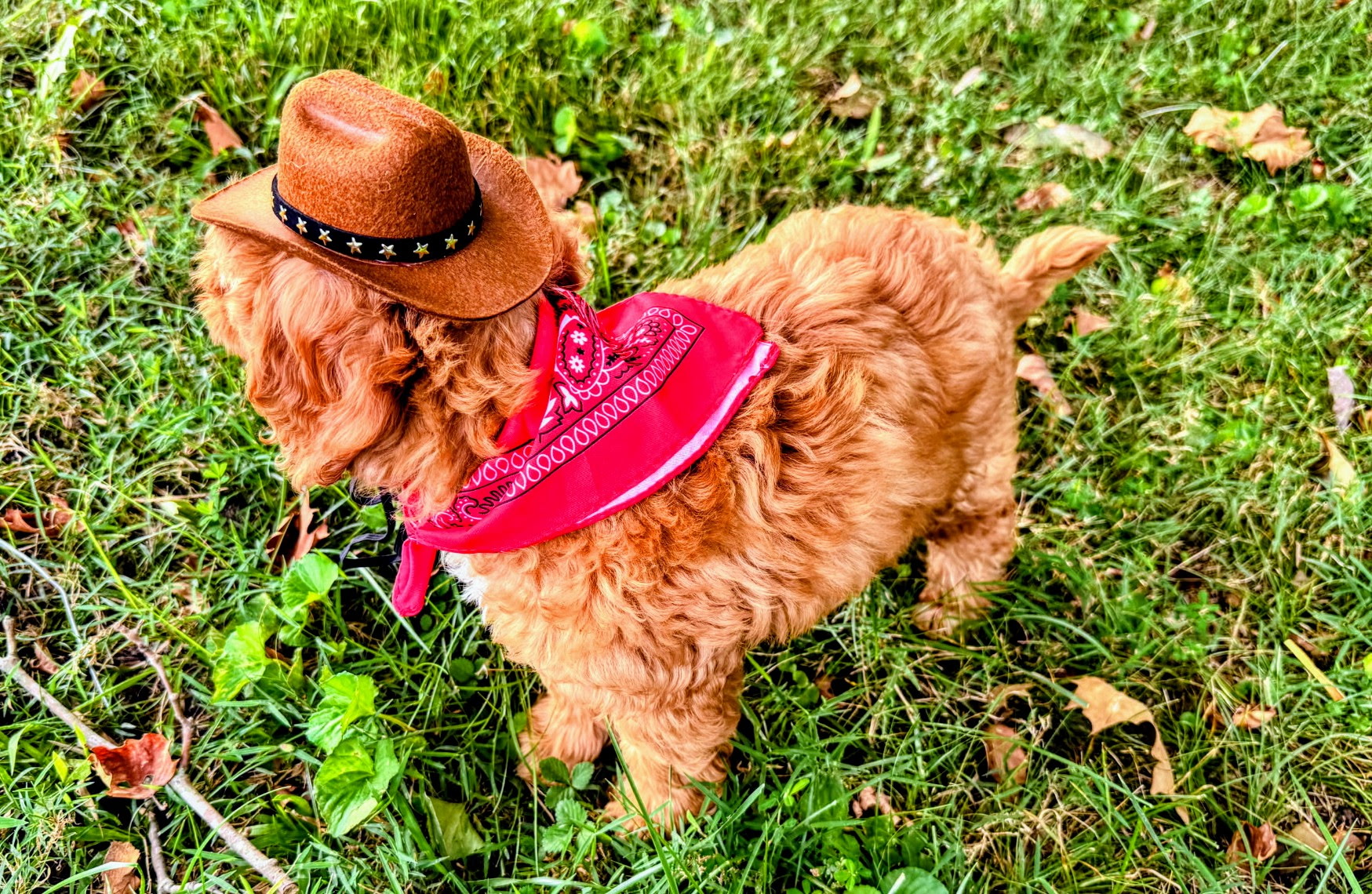 Miniature Goldendoodle puppy in cowboy hat